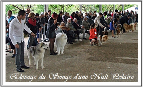 du Songe D'une Nuit Polaire - Exposition Canine Monclar de Quercy 26/04/2015