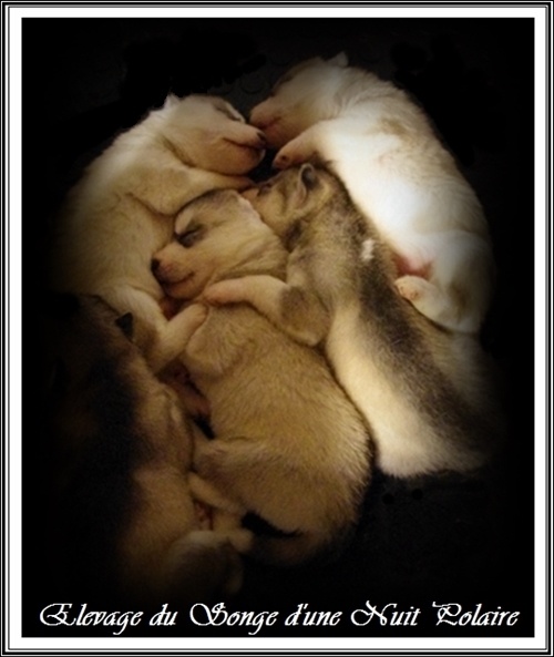 du Songe D'une Nuit Polaire - Siberian Husky - Portée née le 19/10/2013