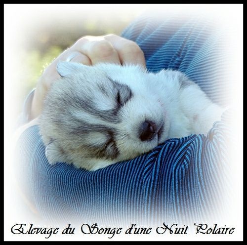 du Songe D'une Nuit Polaire - Siberian Husky - Portée née le 26/10/2015