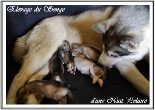 du Songe D'une Nuit Polaire - Siberian Husky - Portée née le 14/08/2012